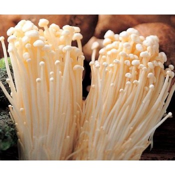 Mushroom Grain master Spawn bag 1.7KG Flammulina velutipes -  Enoki  - FREE SHIPPING